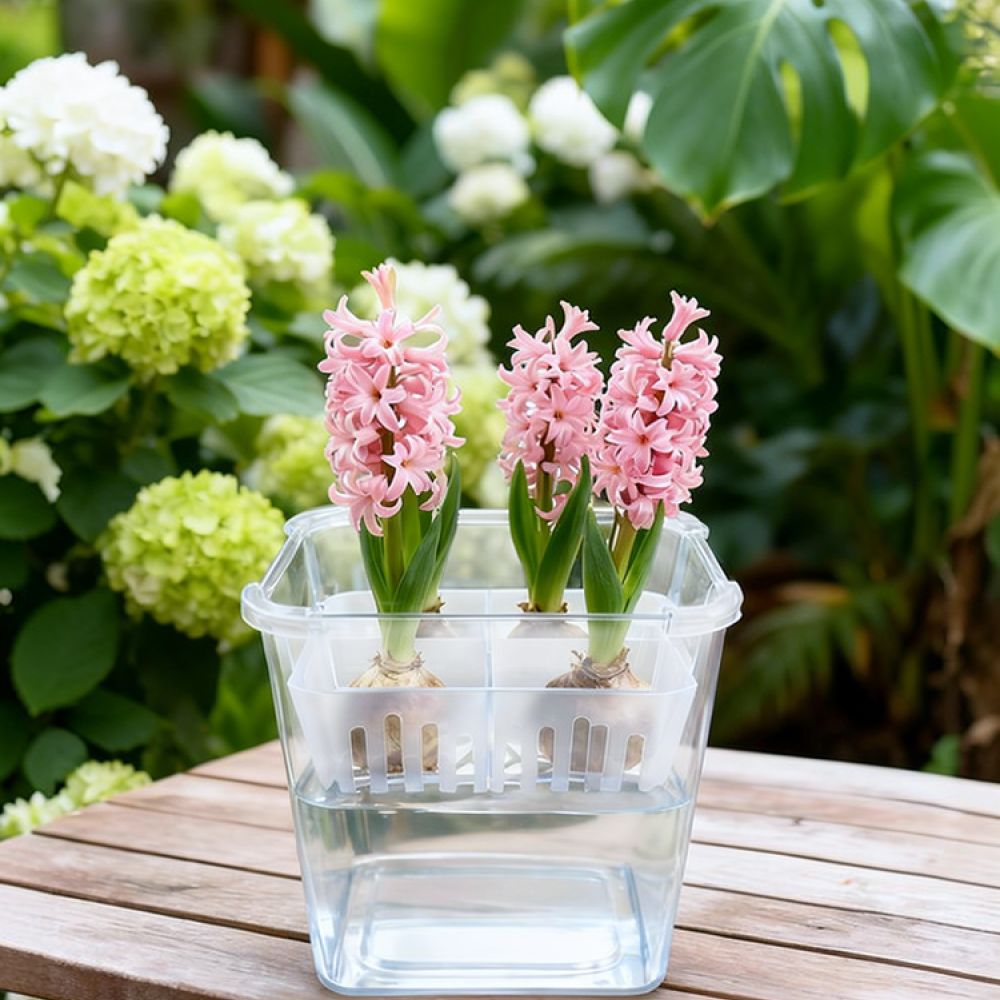 チューリップやユリの球根を植えるための、透明な水耕栽培用花瓶 - Plant Pot のレビューと価格