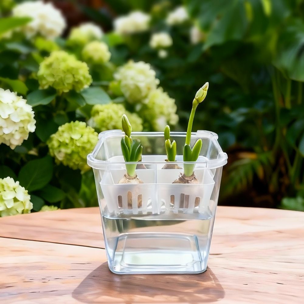 チューリップやユリの球根を植えるための、透明な水耕栽培用花瓶 - Plant Pot のレビューと価格