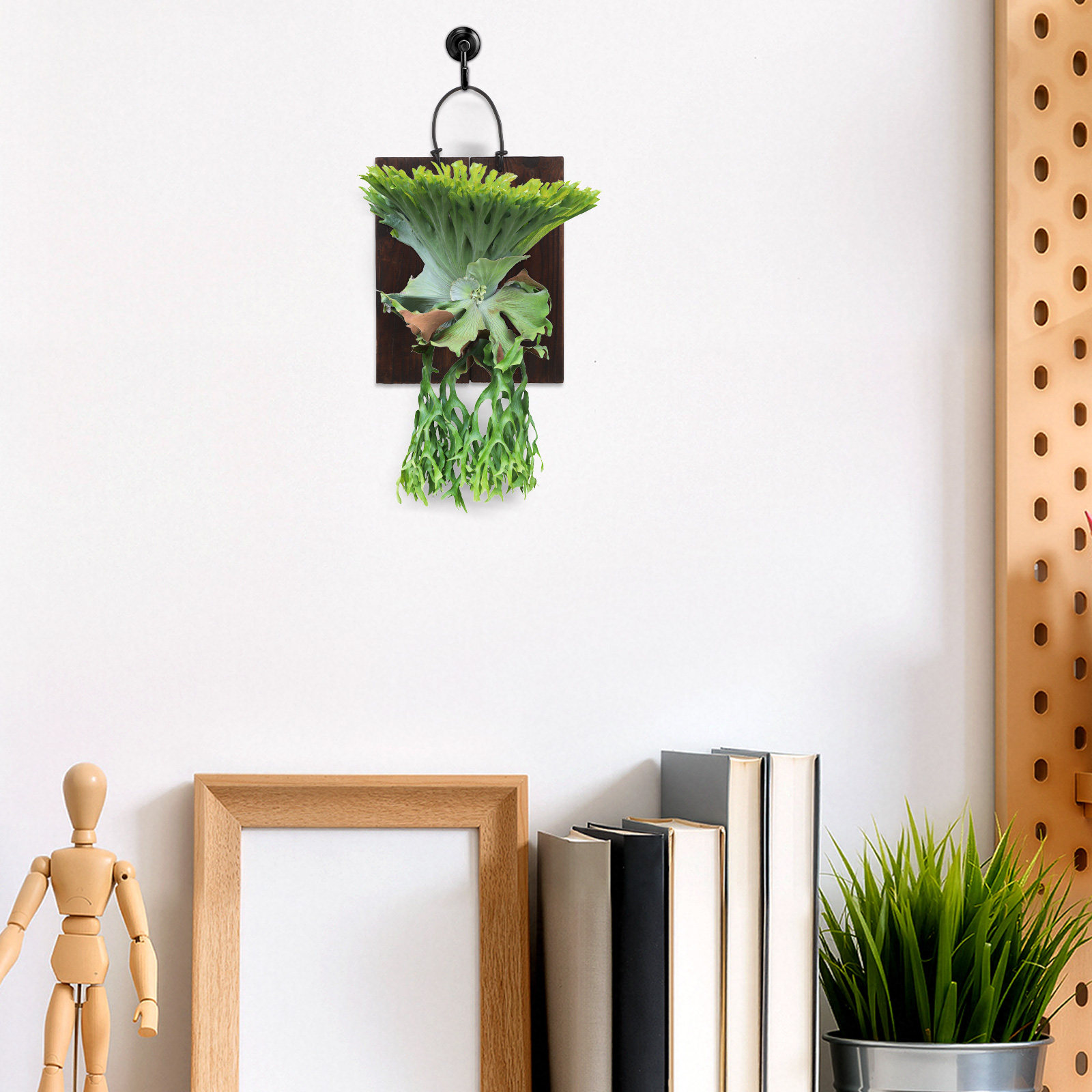 鹿角シダ用の壁掛けボード、炭化木材製、垂直庭園用、壁に取り付 - Vertical Planter のレビューと価格
